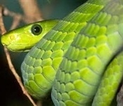 herpeto_venenoso