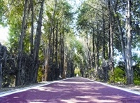 Carril bici camí dels Horts - 001