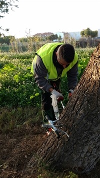 Tractaments amb endoteràpia contra la processionària