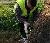 Tractaments amb endoteràpia contra la processionària